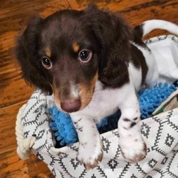 Australian Shepherds and Dachshunds from Grit N Grace Pups