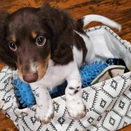 Australian Shepherds and Dachshunds from Grit N Grace Pups