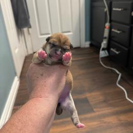 Ember - Red female Shiba Inu puppy in Cypress, Texas from Southern Shibas