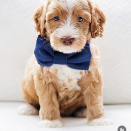 Pete - Caramel male Australian Labradoodle puppy in Diamond Bar, California from Furrytaildoodles