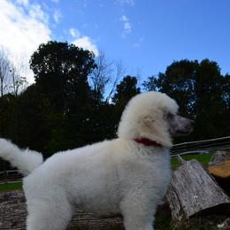 Poodle Puppies from D and D Standard Poodles