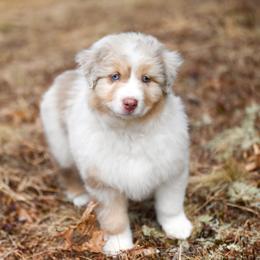Australian Shepherd Puppies from Clover Creek Aussies