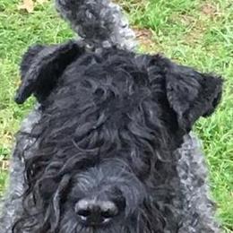 Kerry Blue Terriers from Hotlick’s Kerry Blue Terriers