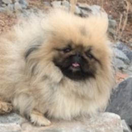 Chihuahuas and Pekingese from Wu-Taos Pekingese Dynasty/Your Pekingese Plug