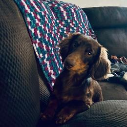 Leo - Dachshund