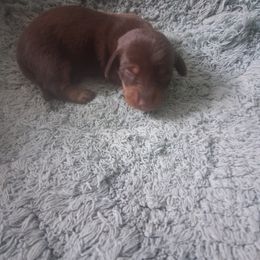 Dachshund Puppies from The Mini Farmhouse