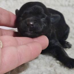 Cha Cha - Black female Maltipoo puppy in Arkansas from Brew House