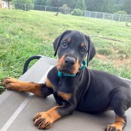 River - Black and rust male Doberman Pinscher puppy in Wirtz, Virginia from Ludic Kennels