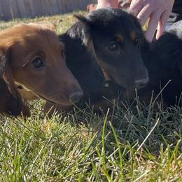 Cavalier King Charles Spaniel and Dachshund Puppies from Cavalier Companions CO.
