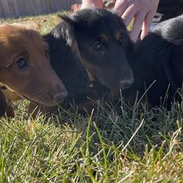 Cavalier King Charles Spaniel and Dachshund Puppies from Cavalier Companions CO.