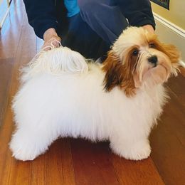Baron - Havanese