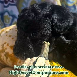 Aussiedoodle, Poodle, and Toy Australian Shepherd Puppies from High Desert Companions