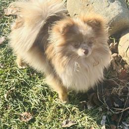 Beanie - Pomeranian