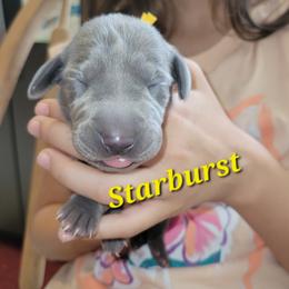 Starburst - Blue female Weimaraner puppy in Kingwood, Texas from Desert Rose Weimaraners