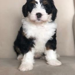 Bernedoodle Puppies from Sweet Pea Bernedoodles