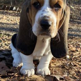 Basset Hound Puppies from Blessed Bassets