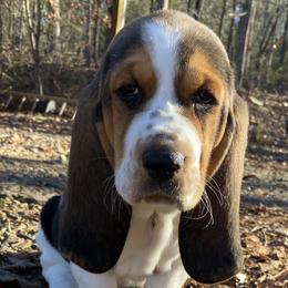 Basset Hound Puppies from Blessed Bassets