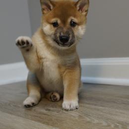 Shiba Inu Puppies from Veronika's Shiba Inus