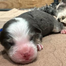 Milkshake - Blue merle male Bernedoodle puppy in El Campo, Texas from Little Fur Friends Bernedoodles