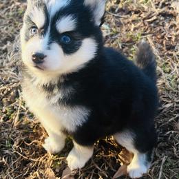 Pomsky puppies from Beastly Beauties Huskies & Pomskies