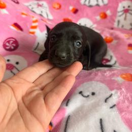 Solid black CKC - Black female Dachshund puppy in Chittenango, New York from Diamond Dachshunds