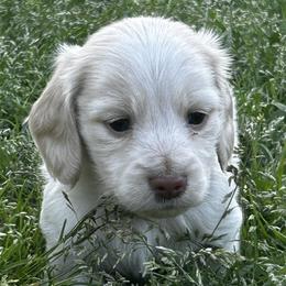 Boy 4 - Cream male Dachshund puppy in Sheridan, Arkansas from Farmhouse Dachshunds