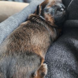 Coco - Shih Tzu