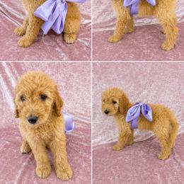 Pipper - Apricot female Goldendoodle puppy in Kissimmee, Florida from From the Heart