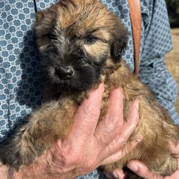 Hobbit (Orange Collar) - Wheaten male Soft Coated Wheaten Terrier puppy in Cody, Wyoming from Yellowstone Breeders