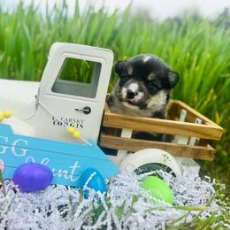 Brooks - Black and tan male Pembroke Welsh Corgi puppy in Sheldon, Missouri from Clearsky Corgis