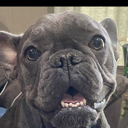 Realyn - French Bulldog