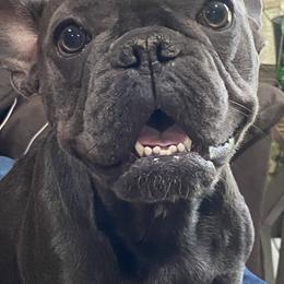 Realyn - French Bulldog