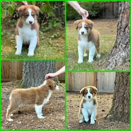 Angelica (green collar) - Red tri-color female Australian Shepherd puppy in Castle Rock, Washington from Zoolo Kennels “HOF”