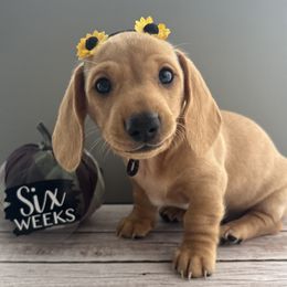 Katrina - AKC - Cream female Dachshund puppy in Miami, Florida from Oscar's Dachshunds