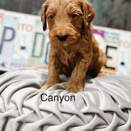Canyon - Red  male Goldendoodle puppy in Pasco, Washington from Camp Doodle Woods