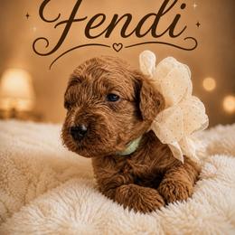 Goldendoodle, Maltipoo, and Poodle Puppies from Pawriffic Pups