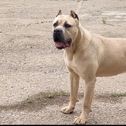 Maggie - Cane Corso