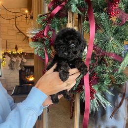 Walter - Black male Bernedoodle puppy in Yuba City, California from Ranch House Doodles