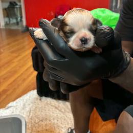 Girl 2 - Gold and white female Shih Tzu puppy in Memphis, Tennessee from Lady Class Kennel