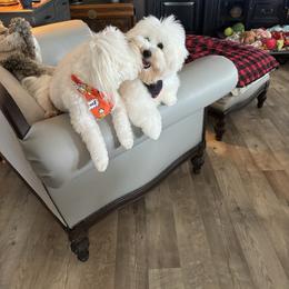Gemma - Coton de Tulear