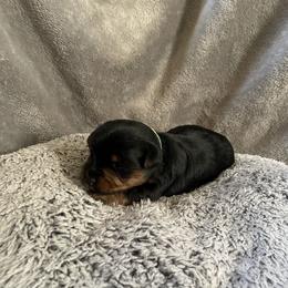 Liam green - Black and tan male Yorkshire Terrier puppy in Taylorsville, North Carolina from Mountain Top Hot Tailz
