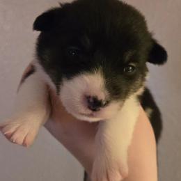 Bliss - Black and tan female Pembroke Welsh Corgi puppy in Citrus Heights, California from The Joy of Corgis