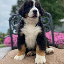 Carly - Black rust and white Bernese Mountain Dog puppy in New Haven, Indiana from Milan Berners