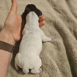 Jasmine - White and liver female German Shorthaired Pointer puppy in Norwich, Connecticut from Parker's Pointers
