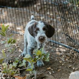 Wirehaired Pointing Griffon Puppies from Double Barrel Griffons