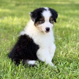 Domino - Black tri-color male Australian Shepherd puppy in Crosby, Texas from Monarch Australian Shepherds
