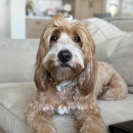 Lucy - Goldendoodle