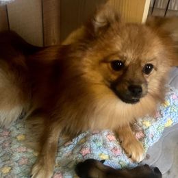 Sadie - Pomeranian