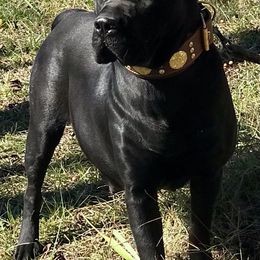 Beauty - Cane Corso