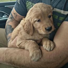 Vixen (purple collar), now Zelda - Golden female Golden Retriever puppy in Tenino, Washington from Oak River Goldens'